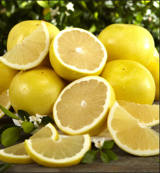 Pampelmuse MARSH SEEDLESS 40-50 cm, Cont. 2 l