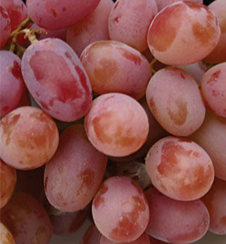 Kernlose Tafeltraube EINSET SEEDLESS 20-30 cm, Cont. 3 l