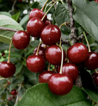 Sauerkirschebaum ��RDI B�TERMִ Unterlage Steinweichsel, 120-130 cm, Cont. 10 l