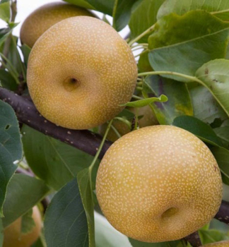 Asiatische Birne �NASHI KUMOI��, Unterlage Wildbirne, 120-130 cm, Cont. 10 l