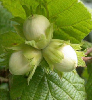 Haselnuss 'LOMBARDSK' 80-100 cm, Cont. 4 l