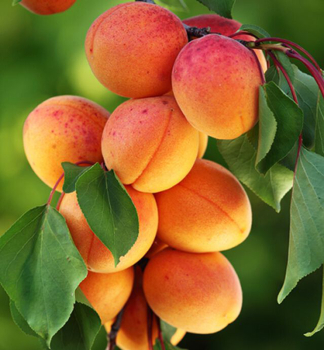 Aprikosebaum �VELKOPAVLOVICKA� Unterlage Myrobalan, wurzelnackt