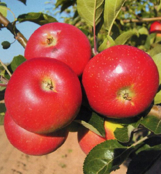 Apfel DISCOVERY Unterl. M9, 110-130 cm, Cont. 3 l