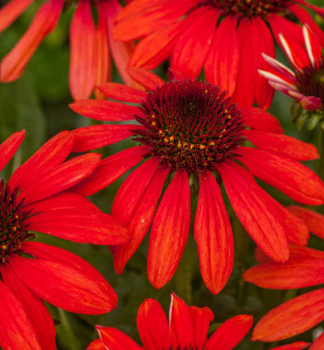 Sonnenhut (Echinacea) RED PEARL Cont. 0,5 l
