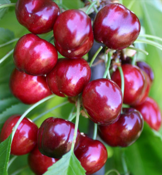 Skirschebaum BURLAT, Unterlage Gisela 5, wurzelnackt