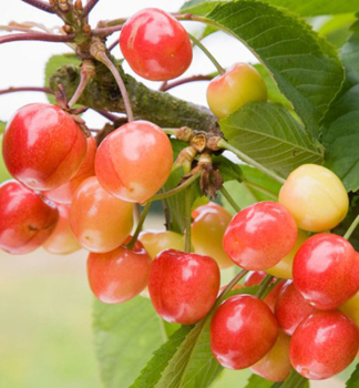 Skirschebaum NAPOLEON, Unterlage Vogelkirsche, wurzelnackt