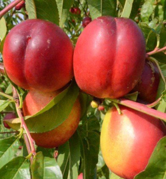 Nektarinebaum �FLAVORTOP� Unterlage Rakoniewiczka, wurzelnackt