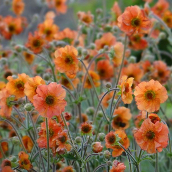 Nelkenwurz 'TOTALLY TANGERINE', Cont. 0,5 l