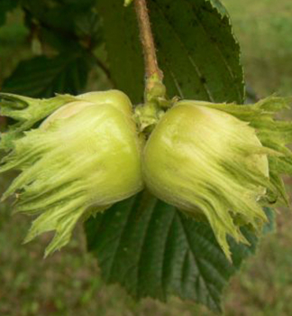 Lambertsnuss HALLESCHE RIESENNUS, wurzelballen