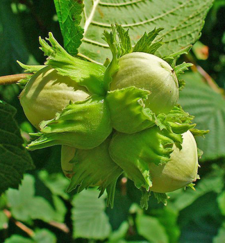 Lambertsnuss WEBBS PREISNUSS, wurzelballen