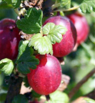 Dornenlose Stachelbeere (Strauch) 'PAX' 30-40 cm, Cont. 2 l