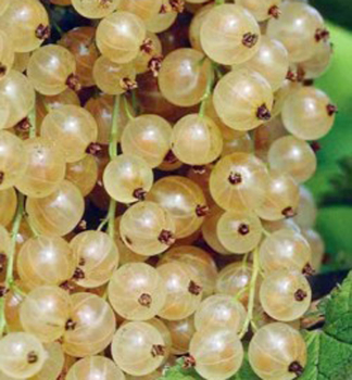 Johannisbeere BLANKA auf Stamm 60 cm, wurzelballen