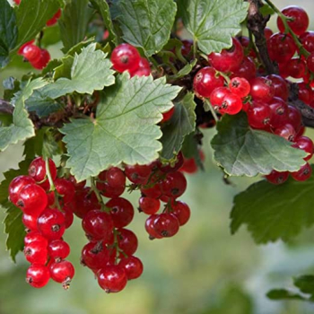 Johannisbeere TATRAN 30-40 cm, wurzelballen