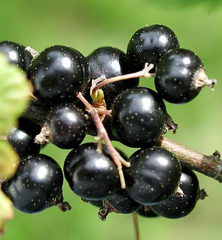 Johannisbeere JEBYN auf Stamm 60 cm, wurzelballen