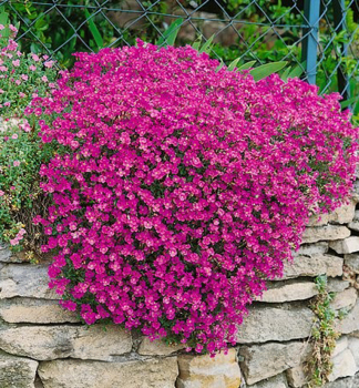 Blaukissen �ROCK ON PINK�, Cont. 0,5 l