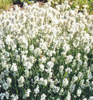 Lavendel �EDELWEISS�, Cont. 0,5 l