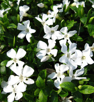 Kleines Immergr�n 'GERTRUDE JEKYLL' 15-20 cm, Cont. 1,4 l