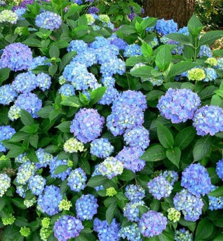 Bauern-Hortensie BODENSEE 20-30 cm, Cont. 1,4 l