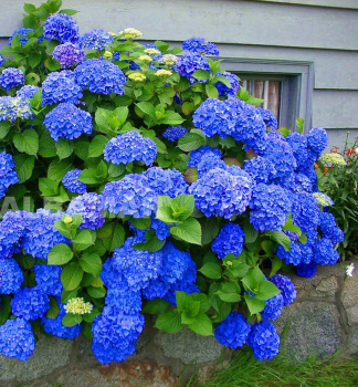 Bauern-Hortensie EARLY BLUE 30-40 cm, Cont. 4 l