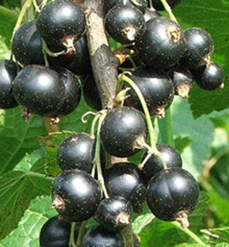 Johannisbeere EVA 50-60 cm, wurzelballen