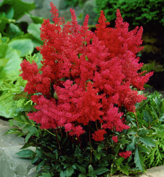 Prachtspiere 'MONTGOMERY' Cont. 1,5 l