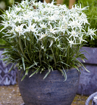Alpen-Edelwei MAY SNOW Cont. 0,5 l