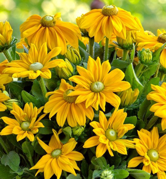 Sonnenhut (Rudbeckia) SUNBECKIA OPHELIA Cont. 0,5 l