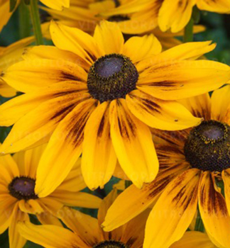Sonnenhut (Rudbeckia) SUNBECKIA ALICIA Cont. 0,5 l