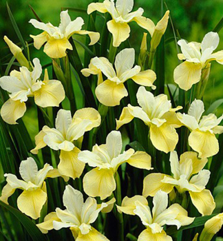 Sibirische Schwertlilie 'BUTTER AND SUGAR', Cont. 1 l