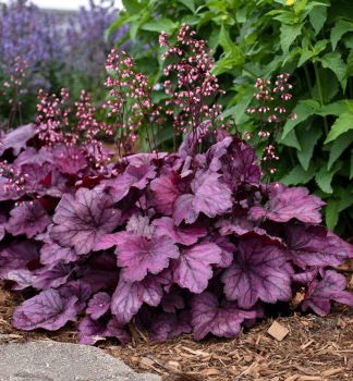 Purpurgl�ckchen �WILD ROSE� Cont. 0,5 l