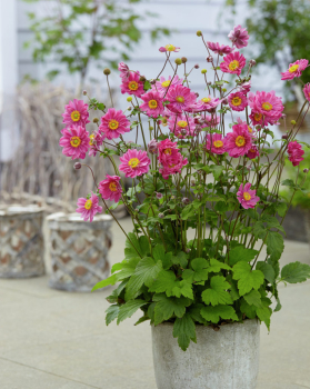Anemone 'MARGARETE' Cont. 1 l