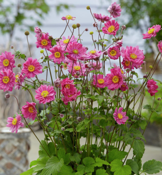 Anemone MARGARETE Cont. 0,5 l