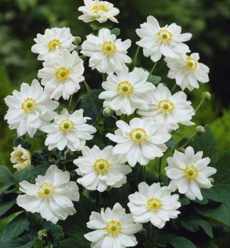 Anemone WHIRLWIND Cont. 1,4 l
