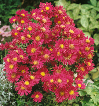 Glattblatt-Aster WINSTON CHURCHILL Cont. 0,5 l