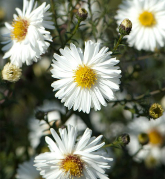 Obrzok (2)