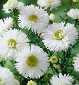 Glattblatt-Aster WHITE LADIES Cont. 0,5 l