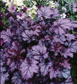 Purpurglckchen AMETHYST MYST, Cont. 0,5 l