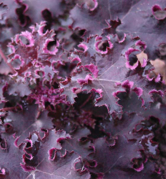Purpurglckchen 'PURPLE PETTICOATS', Cont. 0,5 l