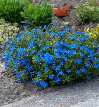 Scheinsteinsame HEAVENLY BLUE, Cont. 0,5 l