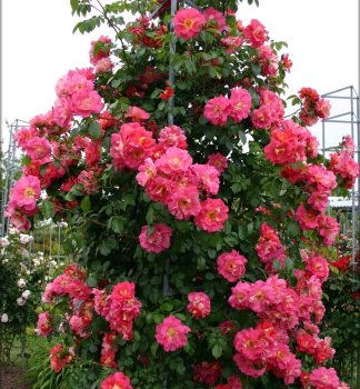 Kletterrose BAJAZZO * ADR, Kordes 2011, Cont. 2 l