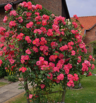 Kletterrose BAJAZZO * ADR, Kordes 2011, Cont. 2 l