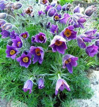 Kuhschelle �BLUE BELLS� Cont. 0,5 l