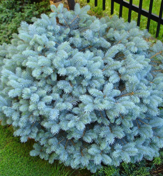 Stech-Fichte GLAUCA GLOBOSA 15-20 cm, Cont. 2 l