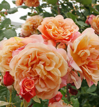 Rose SCHNE VOM SEE ** Kordes 2013, Cont. 2 l