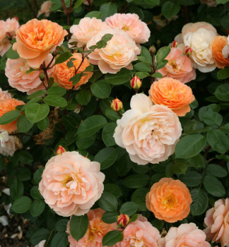 Rose �SCH�NE VOM SEE�� ** Kordes 2013, Cont. 2 l