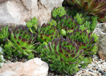 Obrzok (4)