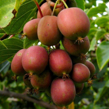 Obrzok (3)