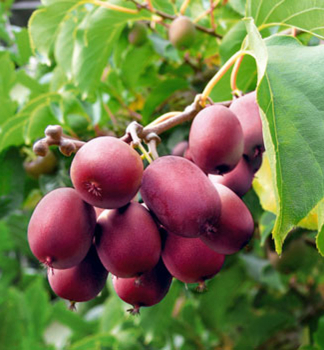 Mini-Kiwi 'KEN'S RED' 40-50 cm, Cont. 2 l