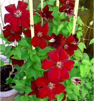 Clematis 'WESTERPLATTE' 20-30 cm, Cont. 2 l