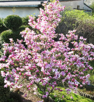 Magnolie 'BETTY' 50-60 cm, Cont. 2,5 l